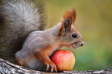 squirrel in the park