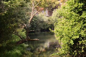 Fototapeta premium the river in the forest