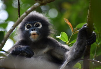 Beautiful langur monkey sitting in a tree in the jungle