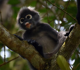 Langur monkey sitting in a tree in the jungle