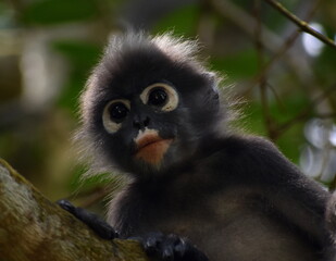 Close up of a langur monkey in the jungle