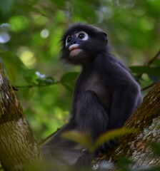 Beautiful young langur monkey sitting in a tree in the jungle