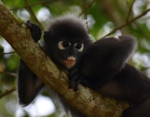 Langur monkey resting in a tree in the jungle
