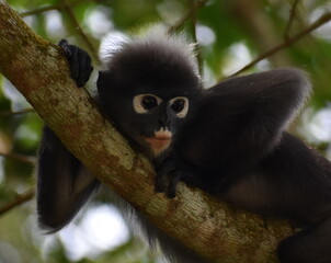 Close up of a langur monkey resting in a tree in the jungle