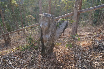 Fototapeta na wymiar tree trunk in forest park 