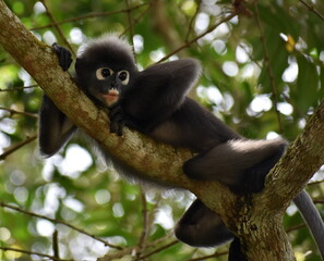Beautiful langur monkey relaxing in a tree in the jungle