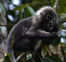 Beautiful langur monkey eating in a tree in the jungle