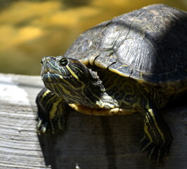 Colourful terrapin resting in the sun next to a pond