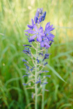 Camas flower