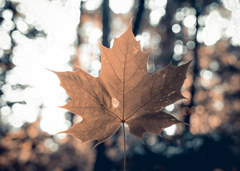 Beautiful leaf in forest with ray of sun 