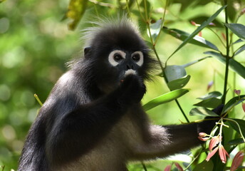 Langur monkey eating in a tree in the jungle