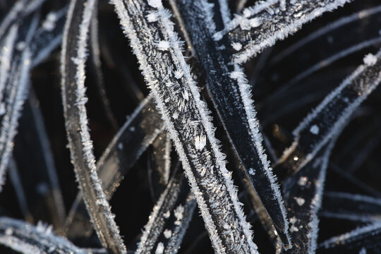 Frosty black grass