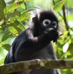 Cute langur monkey eating leaves in a tree in the jungle