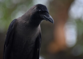 Close up of a crow sitting in a tree
