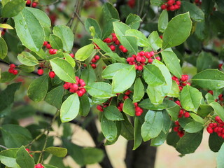 red berries on a bush