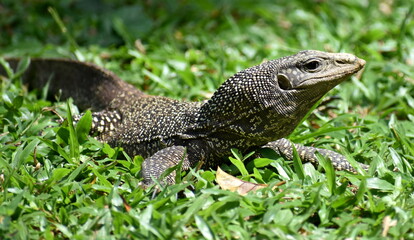 Monitor lizard hunting in a Penang park