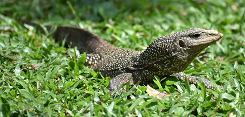 Large monitor lizard on grass in a park in Penang, Malaysia
