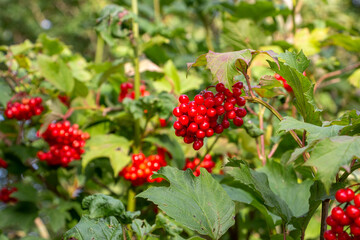 The guelder rose with the bright red berries in the fresh green tree