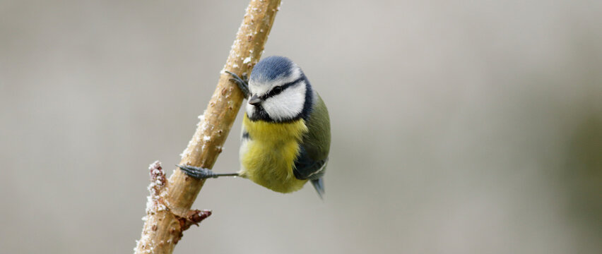 Blue tit on a branch