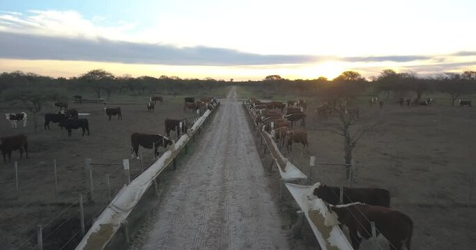 Feedlot pens. Aerial view of a corral with cows at sunset.