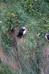 Puffin colony on Tjörnes peninsula in  the North o Iceland at diamond circle