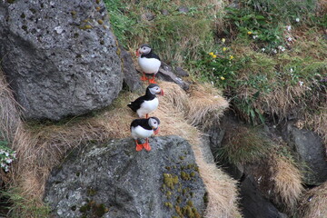 Puffin colony on Tjörnes peninsula in  the North o Iceland at diamond circle