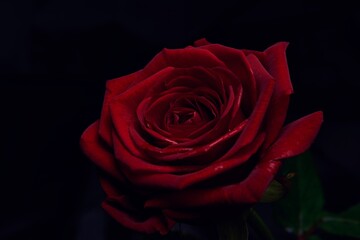 Close view of a big red rose in the dark