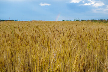 Ripe wheat field before harvest. A rainbow can be seen in the background in the sky