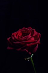 Close view of a red rose in the dark