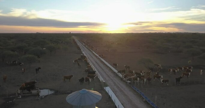Feedlot pens. Aerial view of a corral with cows at sunset.