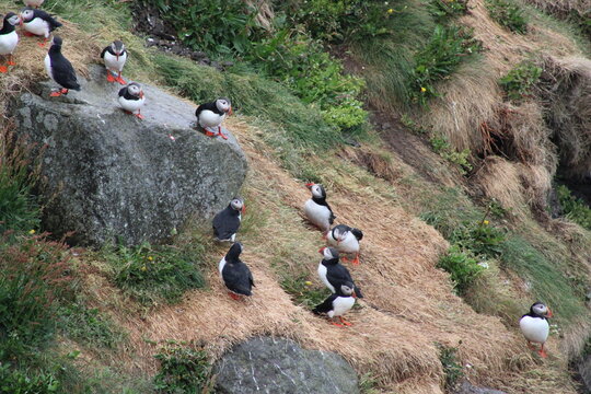 Puffin colony on Tj&ouml;rnes peninsula in  the North o Iceland at diamond circle