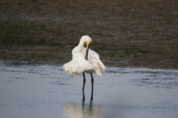 Spoonbill fishing and preening in the shallows at the lake edge