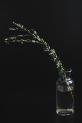 Herbarium, pussies, bouquet on a black background. Studio color art photography of exotic plants and flowers. Green eucalyptus branches on a black background. Flat lay, top view.