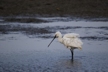 Spoonbill fishing and preening in the shallows at the lake edge