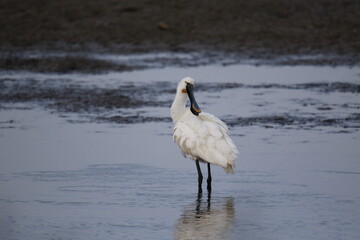 Spoonbill fishing and preening in the shallows at the lake edge
