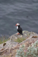 Puffin colony on Tjörnes peninsula in  the North o Iceland at diamond circle
