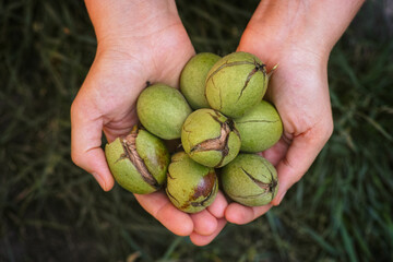 Naklejka na ściany i meble Freshly harvested walnuts in a green husk