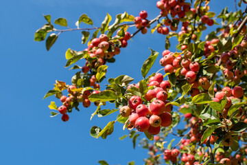 Ast vom Zierapfel mit Obst
