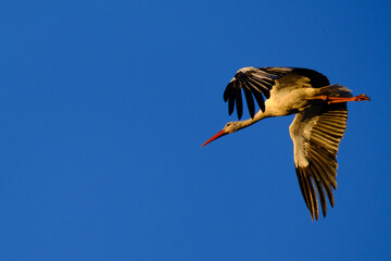 Stork flying