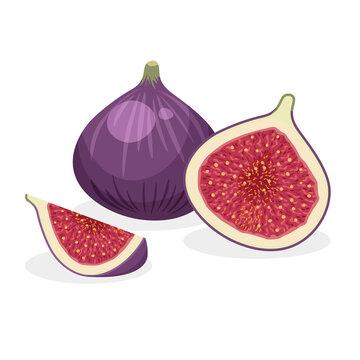 Set of fresh whole, half, cut slice and piece of fig isolated on white background. Vegan food vector icons in a trendy cartoon style. Healthy concept.	