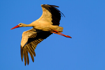 Obraz premium Stork flying