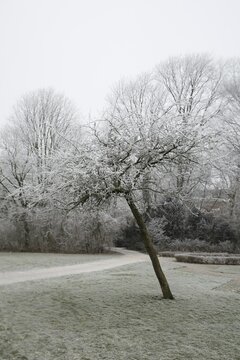 frozen landscape in park