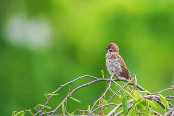 A sparrow sits on a tree branch, shot close-up on a green background.