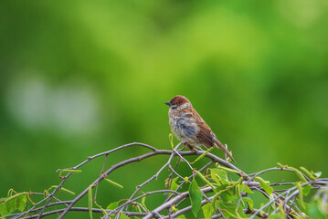 A sparrow sits on a tree branch, shot close-up on a green background.