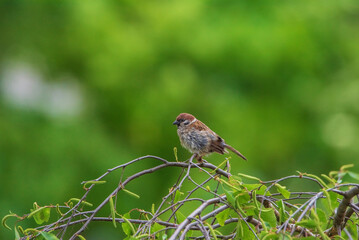 A sparrow sits on a tree branch, shot close-up on a green background.
