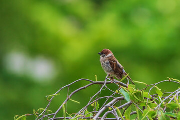 A sparrow sits on a tree branch, shot close-up on a green background.