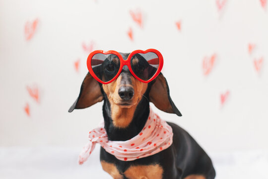 Dog wearing heart shaped sunglasses sitting in front of a white