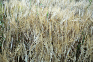 Hairy spikelets of ripe barley in the field.