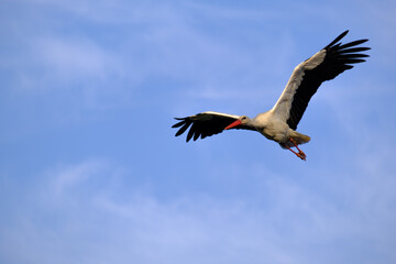Stork
