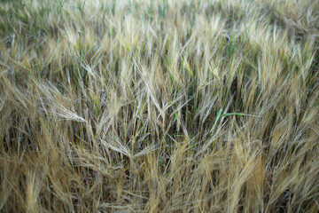 Good harvest of barley in September.